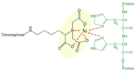 interaction-of-a ni-nta-chromophore Interaction of a Ni-NTA-chromophore with an oligohistidine tagged protein.